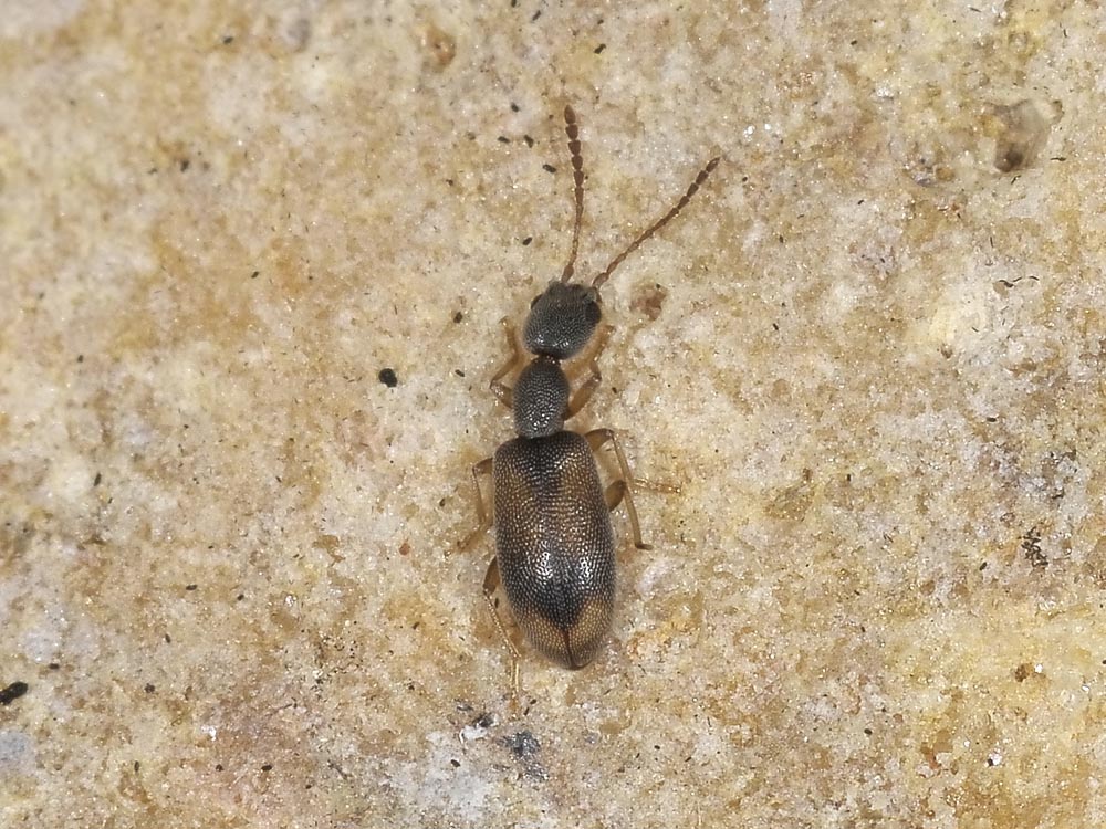 Endomia occipitalis (Anthicidae)